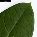SpeciesSub: subsp. fictolacteum